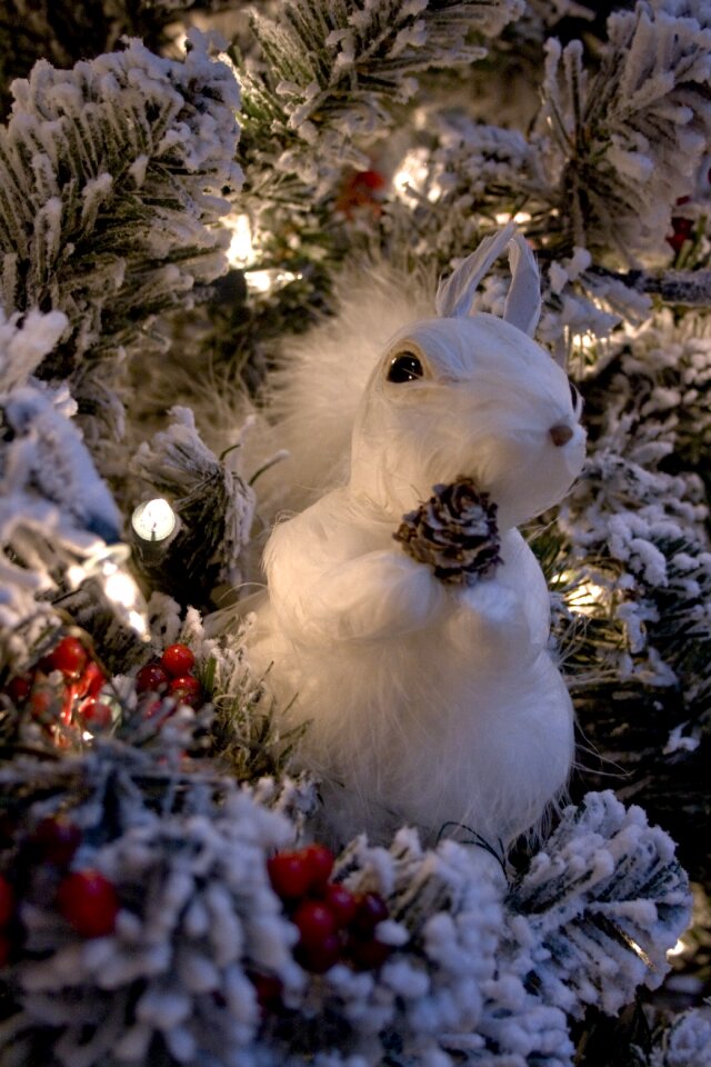 Lighting squirrel winter