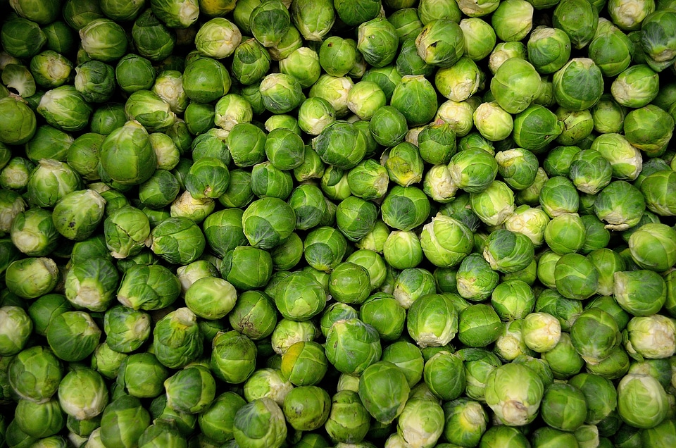 Cabbage grocery brassica oleracea