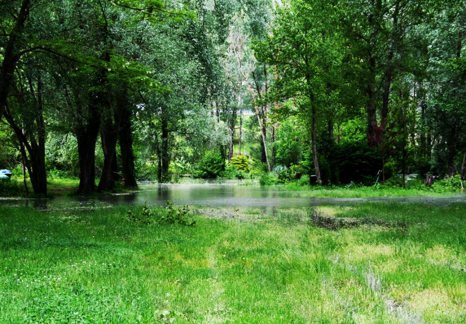Water creek tree