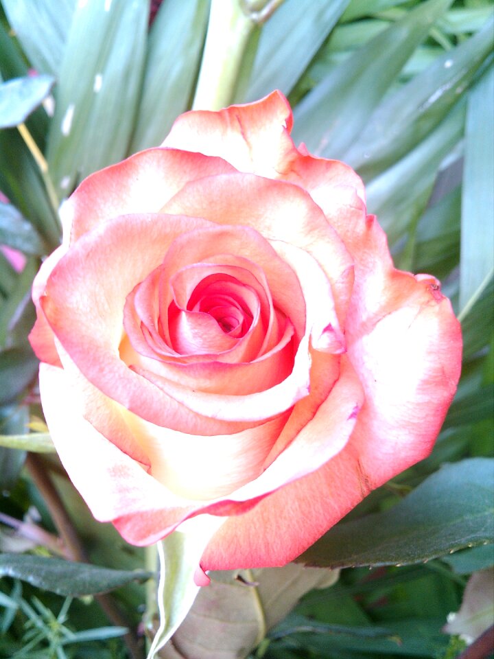 Rosa nature pink