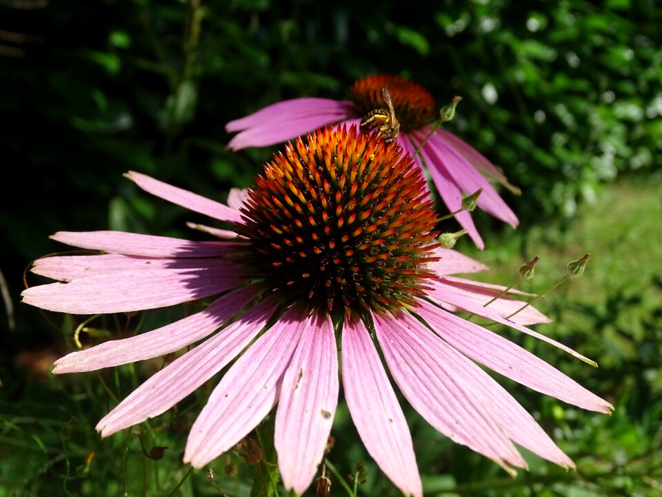 Flower purple plant