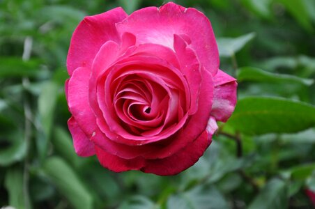 Rose pink garden photo