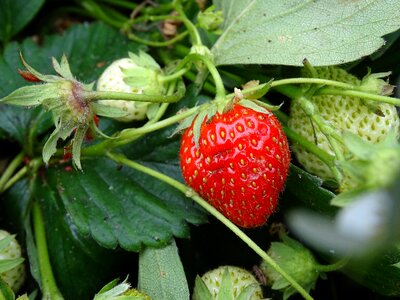 Food healthy fruit