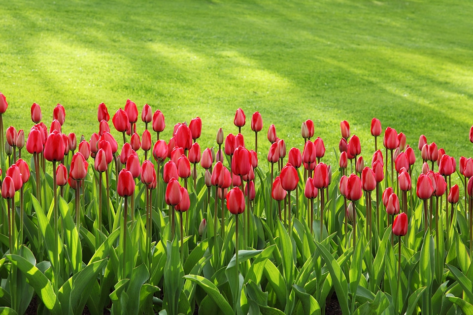 Colorful flowers garden