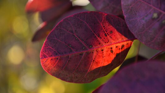 Translucent leaf nature photo