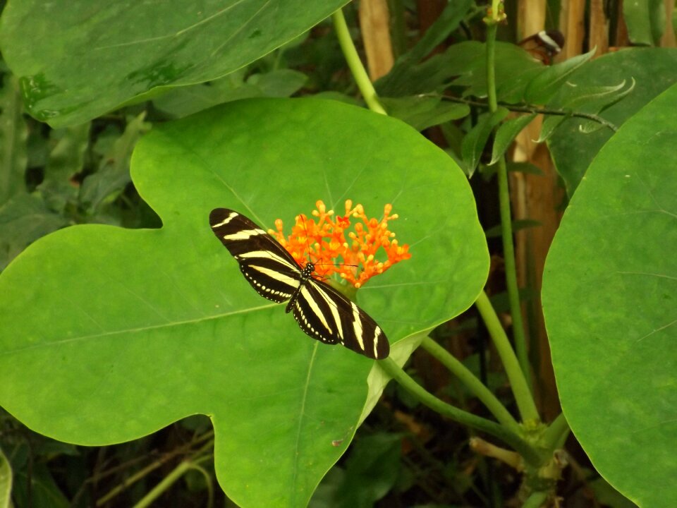 Nature leaf