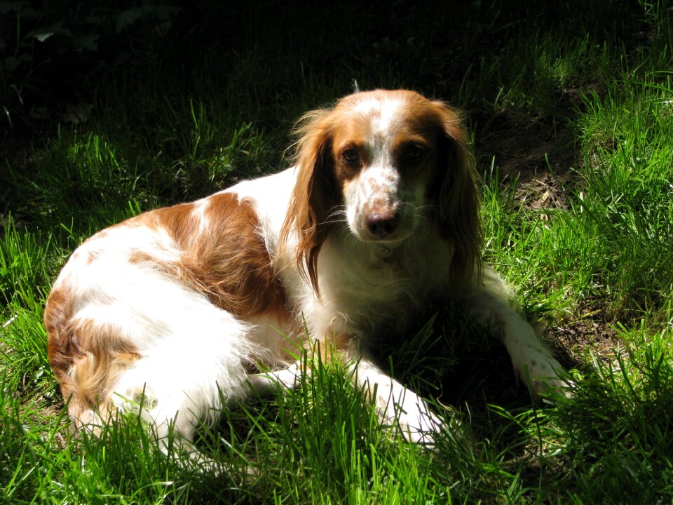 Brown white concerns relaxed