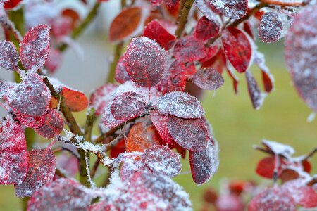 Judas tree leaves hoarfrost