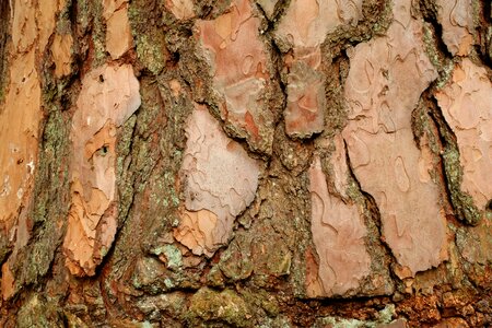 Structure tree shed bark photo