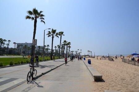 Stand sun palm trees