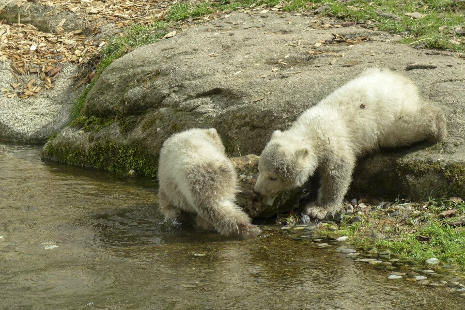 Mammal nature wildlife