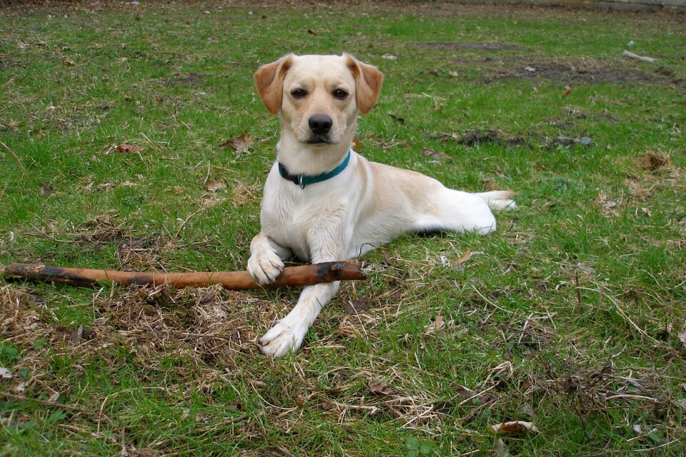 Dog labrador animals