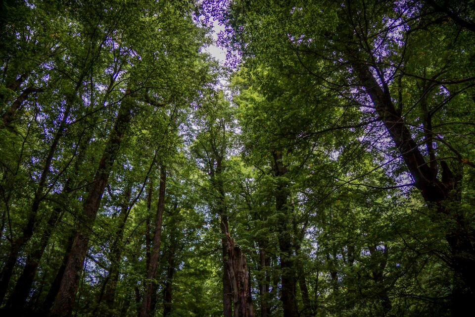 New zealand green wood