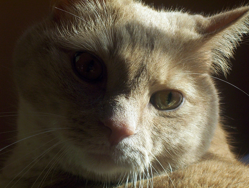Kitten domestic feline