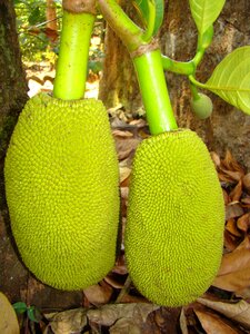 Food kerala agriculture photo