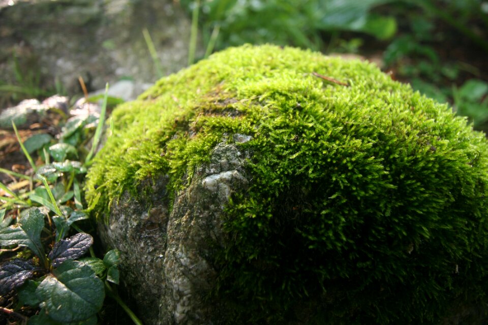 Water moss wet photo