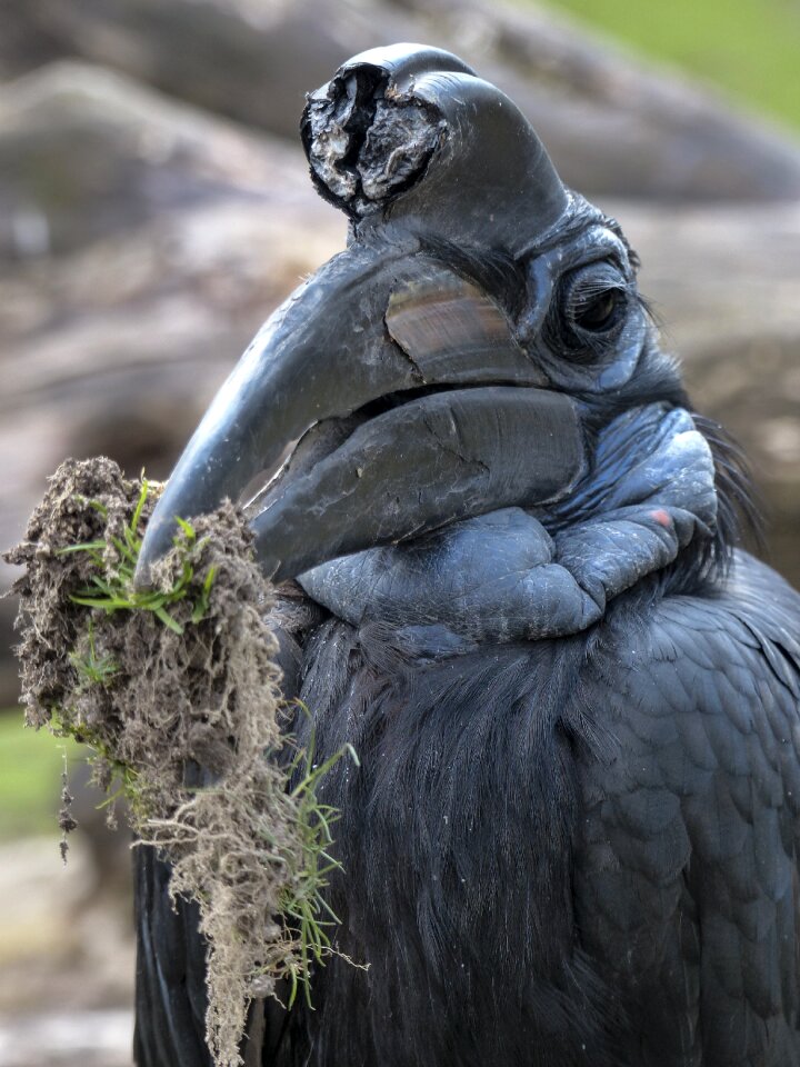 Black feathered animal