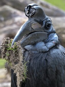 Black feathered animal photo
