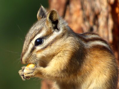 Nature eat