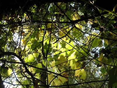 Wild grapes autumn lights sunshine