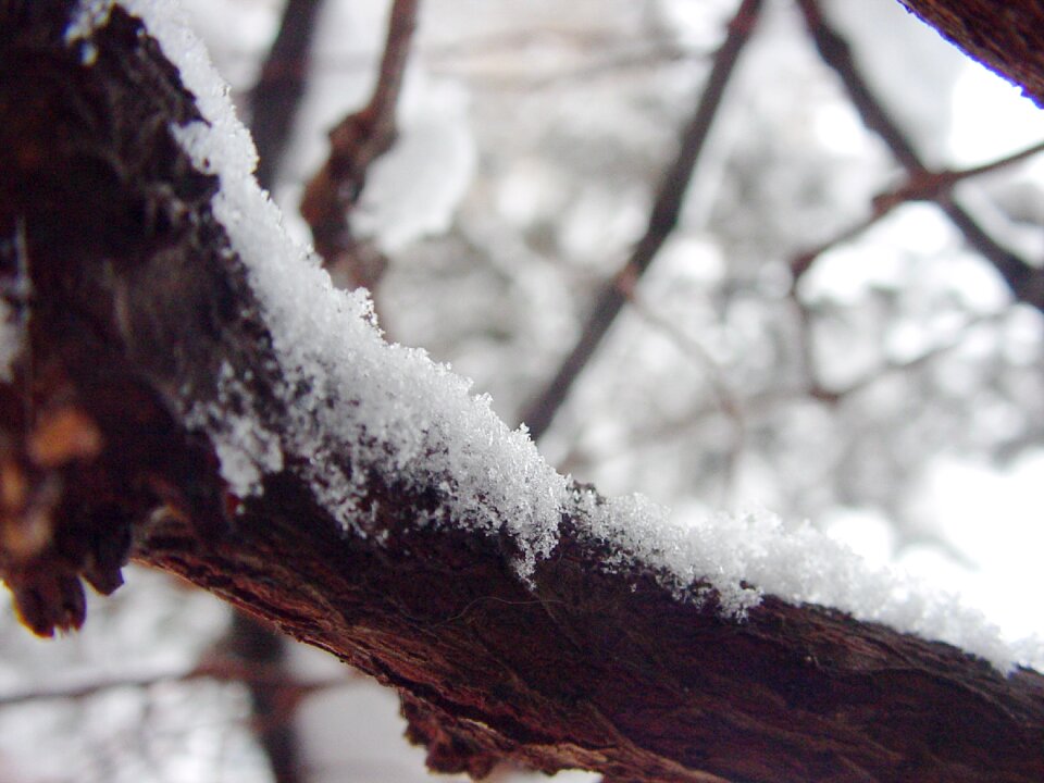 Cold frost winter
