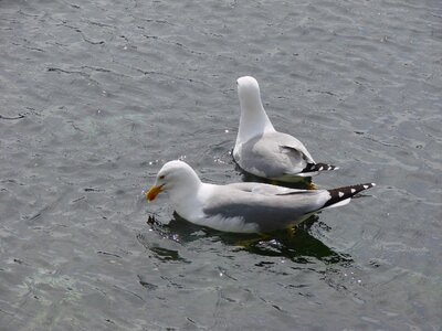 Water bird coast wave photo