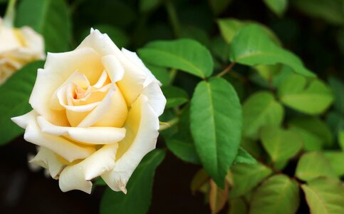 Button flower plant