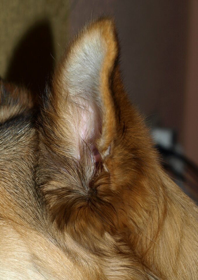 Ear dog close up