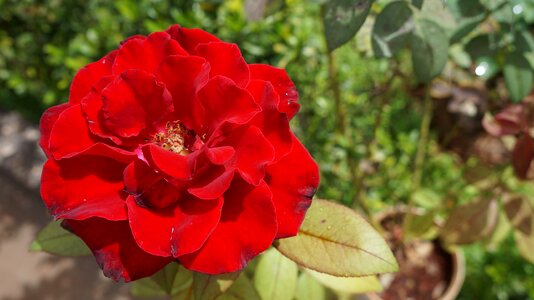 Linda color pink roses