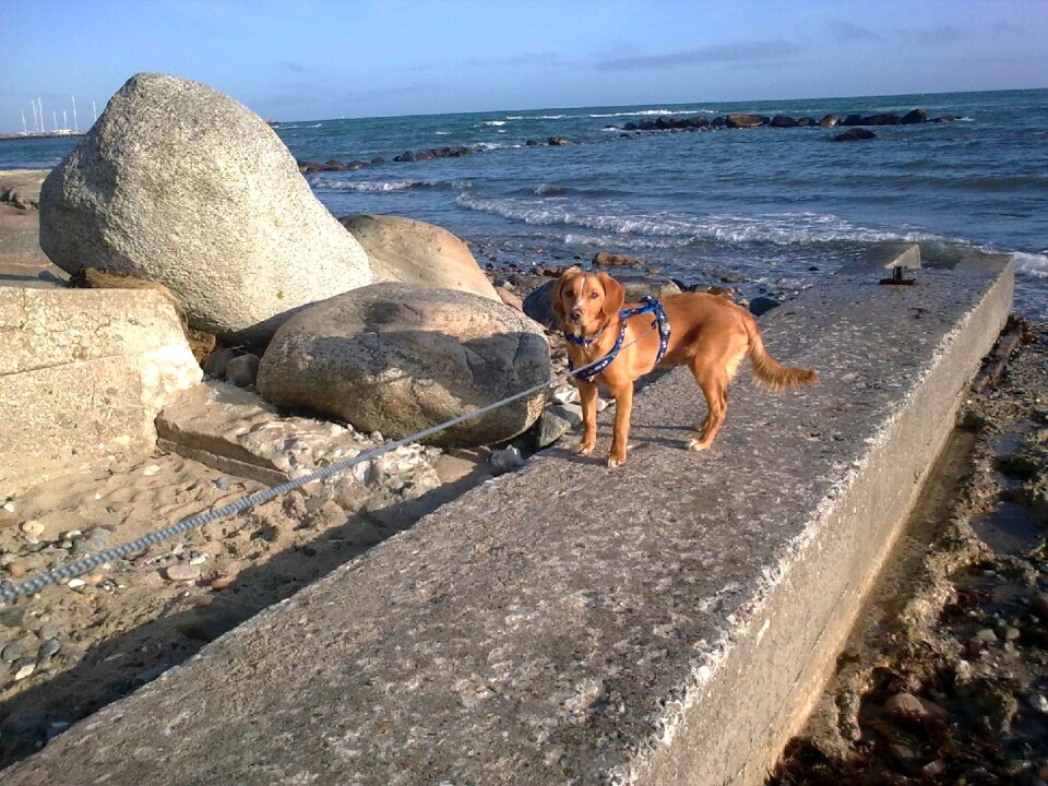 Dog sea stone
