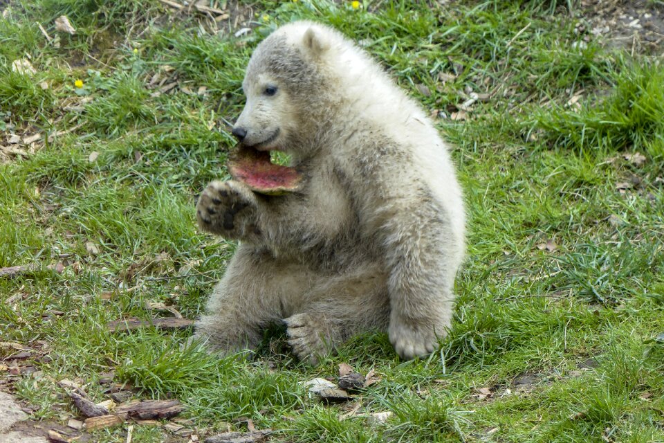 Mammal nature wildlife