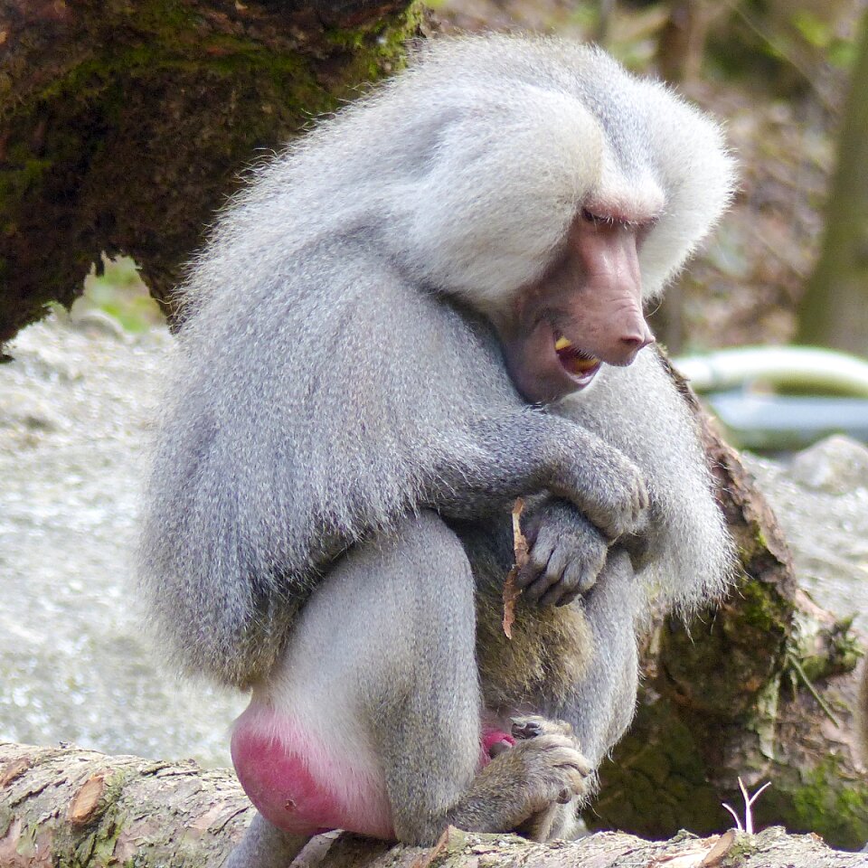 Ape papio hamadryas south east africa