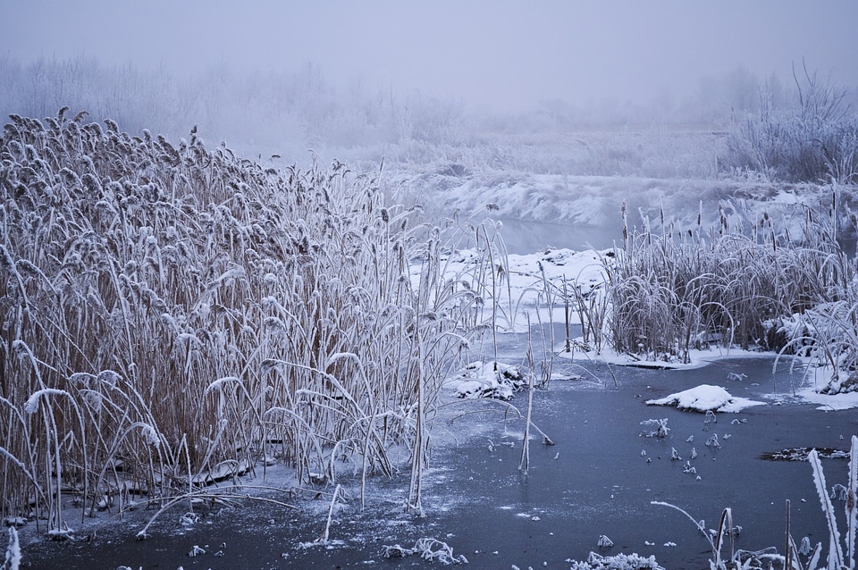 Snow vegetation frost