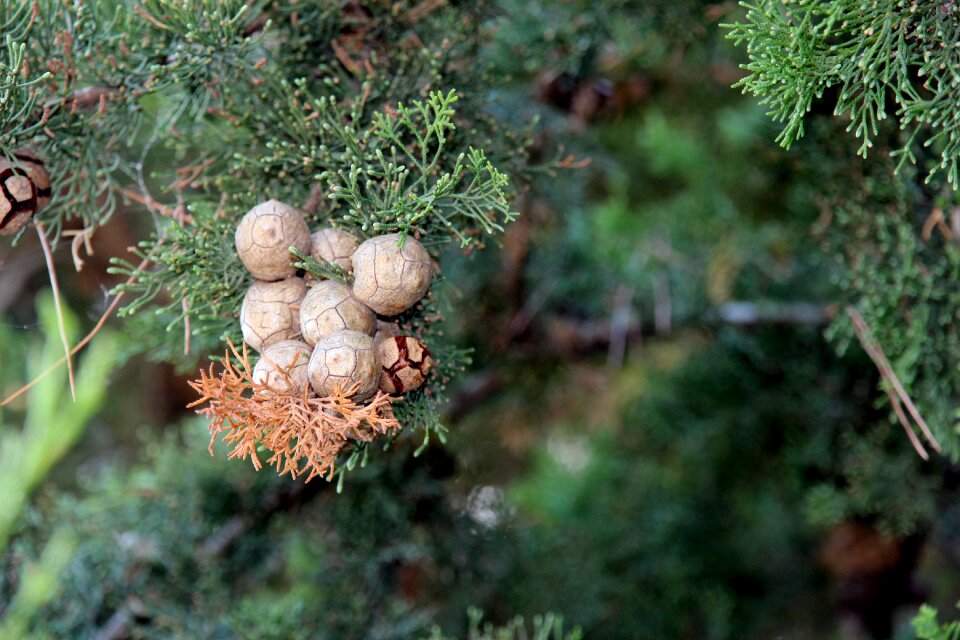 Brown green forest