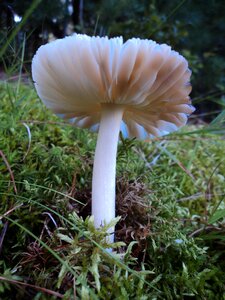 Nature natural fungi