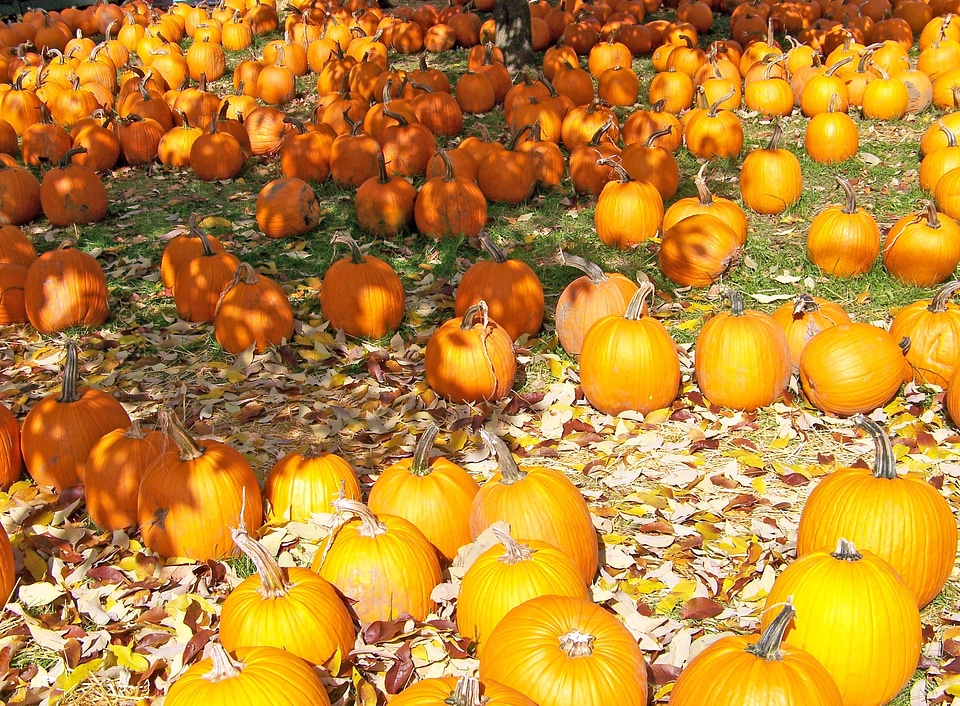 Seasonal orange fruits