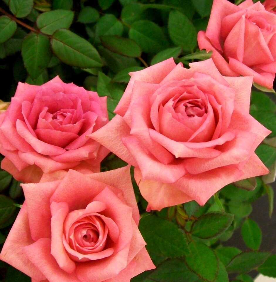 Bloom flowers