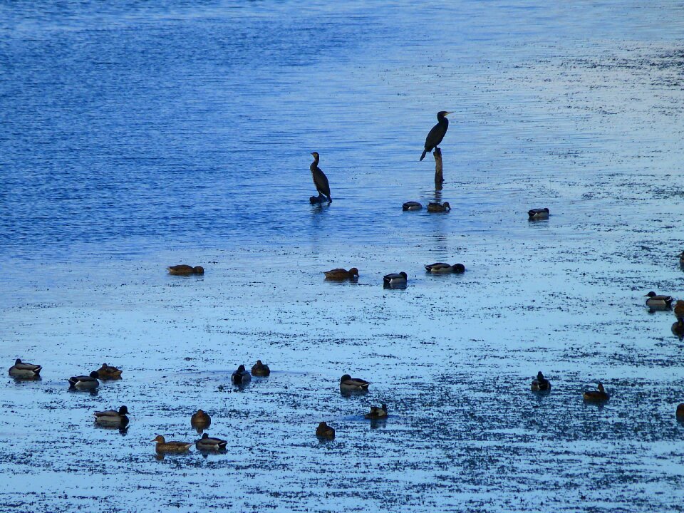 Lake birds ducks waterfowl