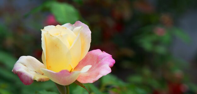 Flower rosa white