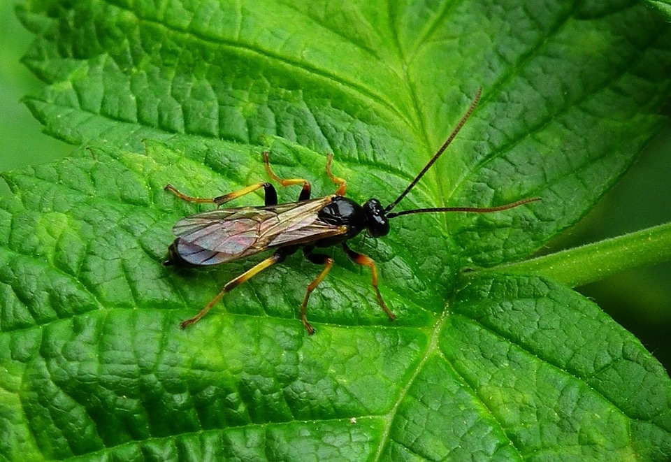 Insect sting antenna