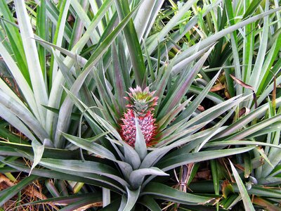 Plant nature green pineapple photo