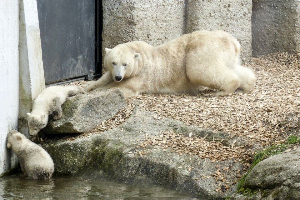Animal mammal nature