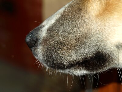 Animal dog close up photo
