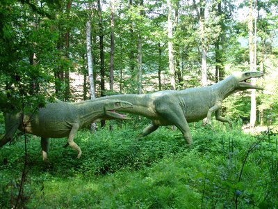 Wilderness reptile biology