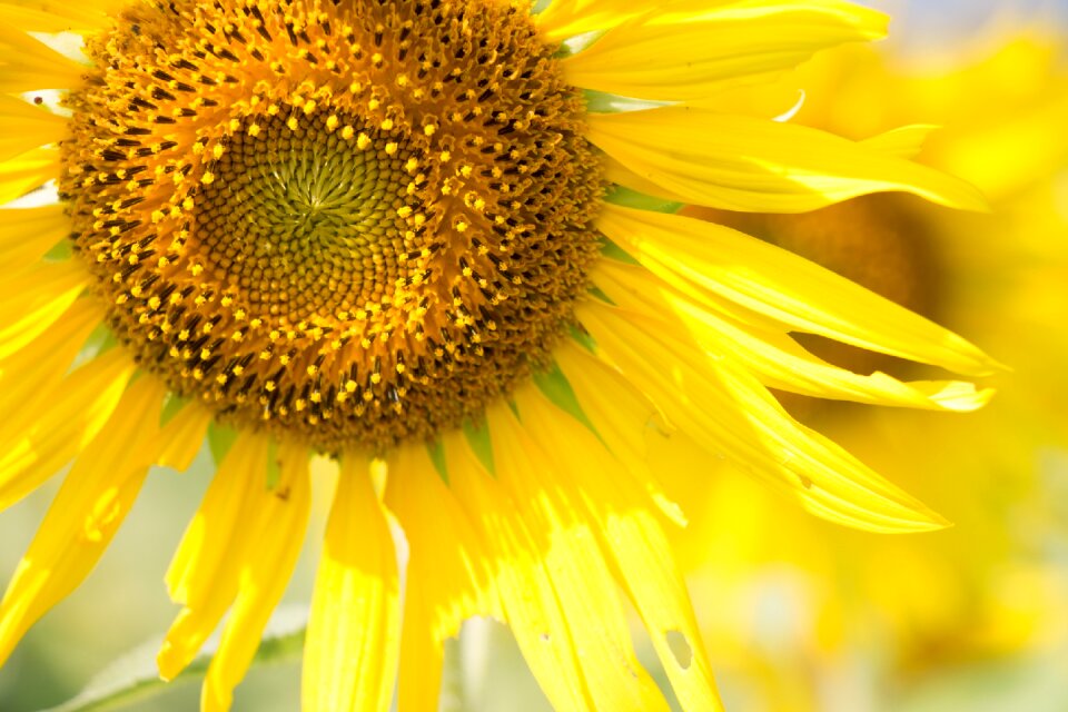 Flower sunshine summer