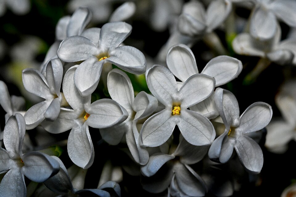 White flower flora