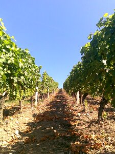 Vintage bunch of grapes view photo