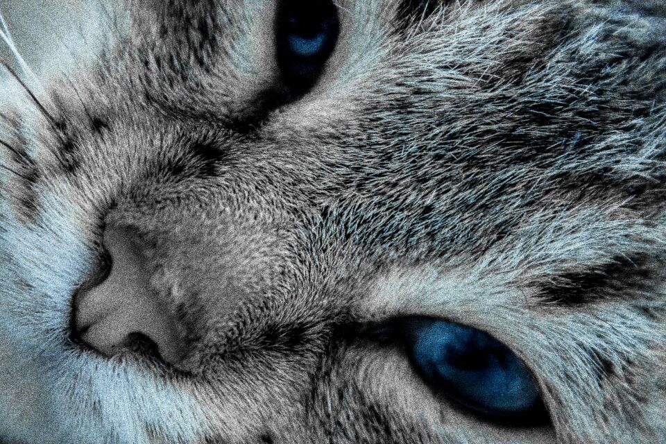 Cat eyes cats cat person