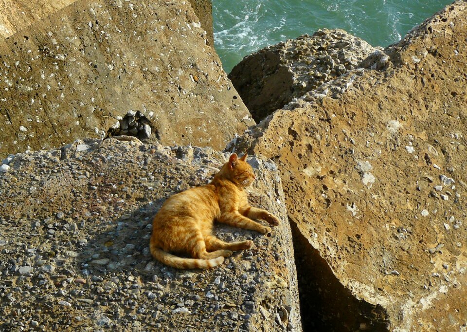 Animal world mammal tiger cat