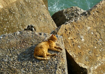 Animal world mammal tiger cat